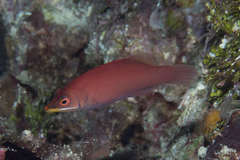 Pseudocheilinus evanidus