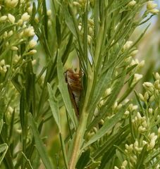 Diceroprocta aurantiaca