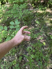 Muhlenbergia tenuiflora