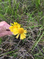 Helenium drummondii