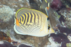 Chaetodon punctatofasciatus