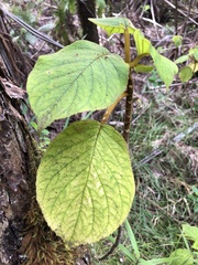 Cyrtandra platyphylla