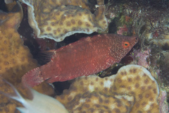 Cheilinus oxycephalus