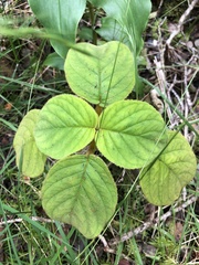 Cyrtandra platyphylla