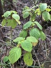 Cyrtandra platyphylla