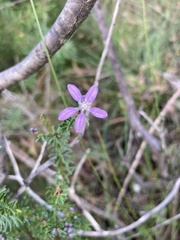 Philotheca salsolifolia