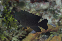 Pomacentrus brachialis