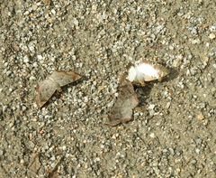 Antigonus emorsa