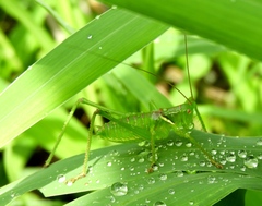Neobarrettia sinaloae
