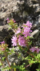 Thymus minussinensis