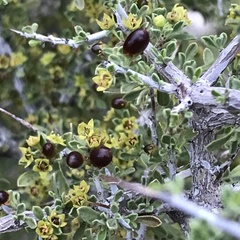 Condalia warnockii