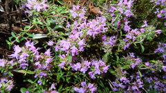 Thymus minussinensis