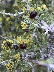 Condalia warnockii