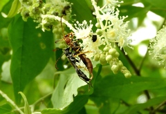 Odontocera aurocincta