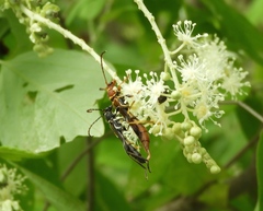 Odontocera aurocincta