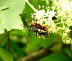 Odontocera aurocincta