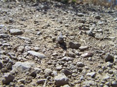 Arphia pseudonietana