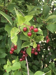 Prunus virginiana