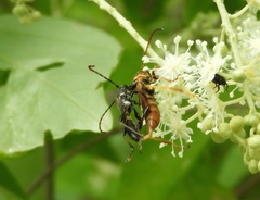 Odontocera aurocincta