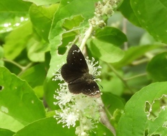 Pholisora