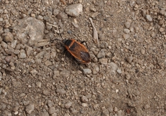 Largus cinctus