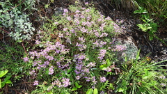Thymus minussinensis