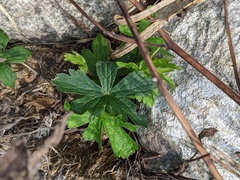 Anemonastrum canadense