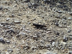 Arphia pseudonietana