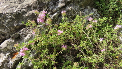 Thymus minussinensis