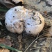 photo of Salty Mushroom (Agaricus bernardii)
