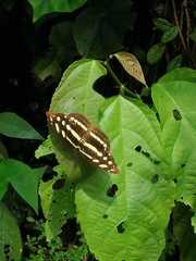 Catonephele mexicana