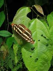 Catonephele mexicana