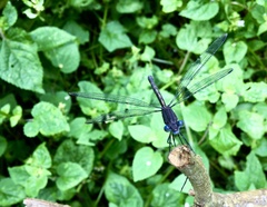 Archilestes