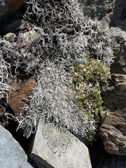 Thamnolia vermicularis