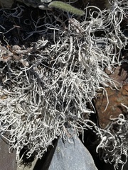 Thamnolia vermicularis