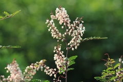 Pterolobium hexapetalum