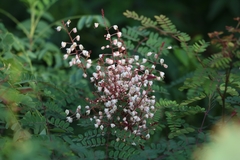 Pterolobium hexapetalum