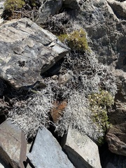 Thamnolia vermicularis