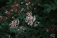 Pterolobium hexapetalum