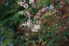 Pterolobium hexapetalum