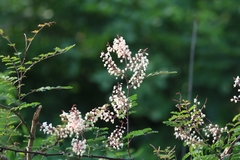 Pterolobium hexapetalum
