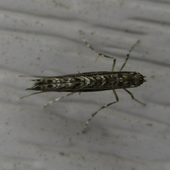 Neurobathra strigifinitella