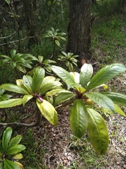 Clermontia parviflora