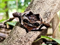 Euclystis guerini