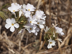 Leptosiphon grandiflorus