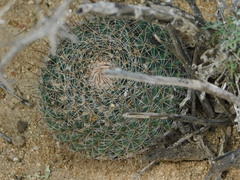 Mammillaria brandegeei