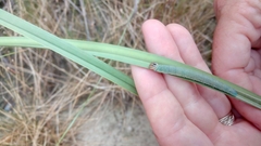 Euphyes pilatka klotsi