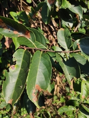 Prunus zippeliana