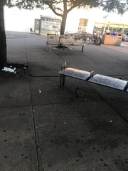 Columba livia domestica