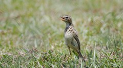 Anthus rufulus malayensis